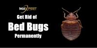 Max Bed Bug Control Sydney image 7